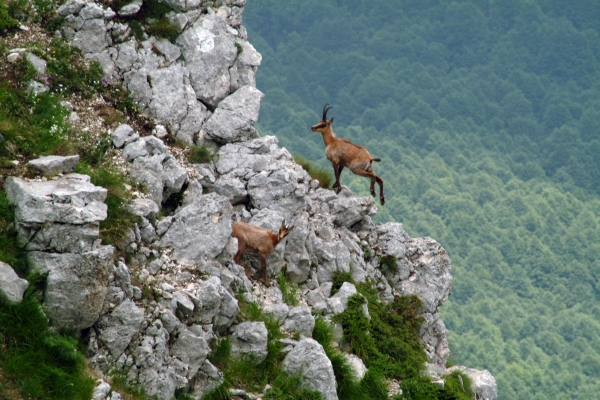 Camoscio d''Abruzzo Rupicapra pyrenaica ornata